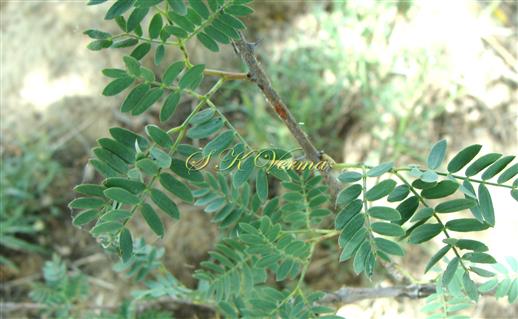  Leaves with 2 pairs of pinnae